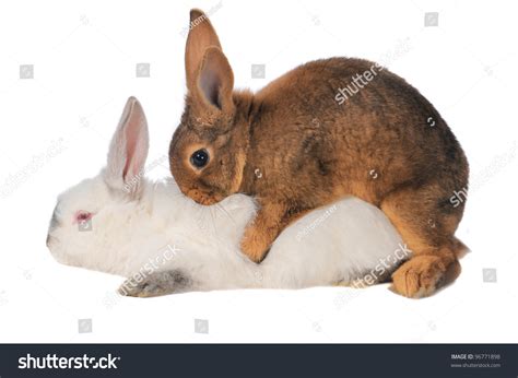 bunny rabbit sex